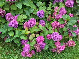 Hortensie bl&uuml;ht mit vielen pinken Bl&uuml;ten im Garten