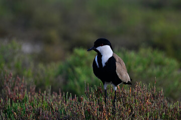 Spornkiebitz // Spur-winged Lapwing (Vanellus spinosus) - Axios Delta, Greece