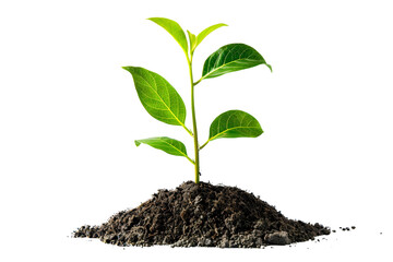 young green plant seedling growing from soil isolated on transparent background