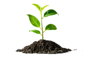 young green plant seedling growing from soil isolated on transparent background