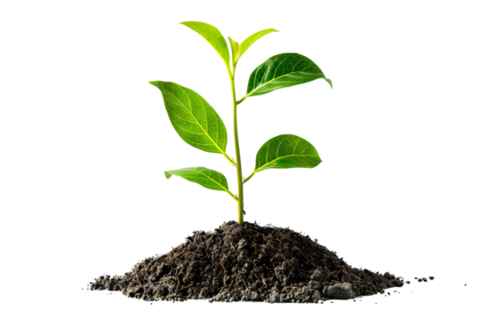 young green plant seedling growing from soil isolated on transparent background