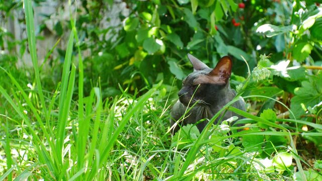 Sphynx cat breed with completely missing hair. A popular pet for people allergic to animal hair