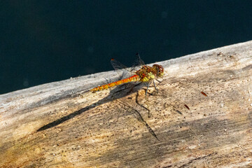 close up of a common darter dragonfly