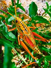 Florida lubber grasshopper
