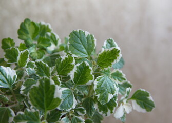 Plectranthus coleoides variegated  foliage, scented leaves plant, incienso,  on wooden  background