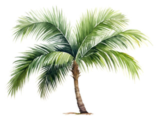 Obraz premium PNG Plant tree freshness arecaceae.