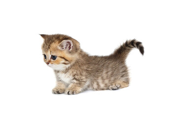 Scottish kitten with short paws,  side view.