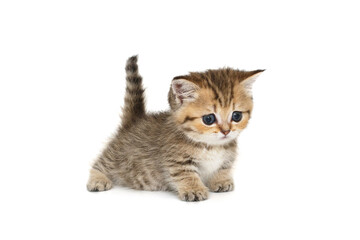 Fototapeta premium Scottish kitten with short paws
