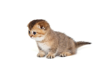 Scottish fold kitten, striped red color, age 1 month.