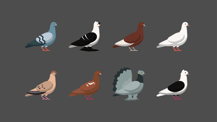 Set of Pigeons Doves Vector Illustrations