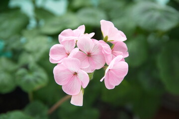 Pink flowers of geraniums,  pelargoniums in bloom