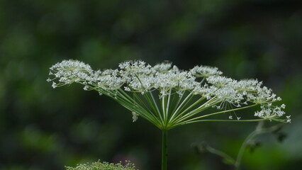fiore bianco