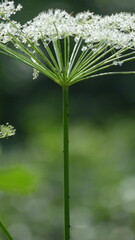 fiore bianco
