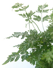 Foliage of ornamental fern, pteris enciformis, on white background