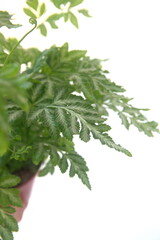 Foliage of ornamental fern, pteris enciformis, on white background