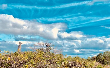 Florida sky, bird