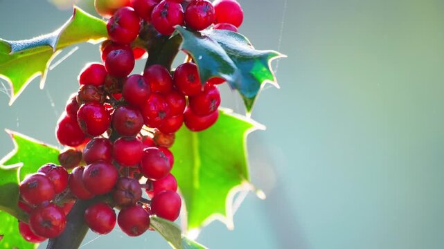 Close-up footage: Holly bush bathed in morning sunlight, green leaves gleaming, and Christmas berries sparkling with dew.