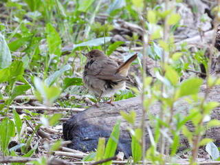 Luscinia on the grass