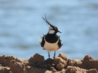 lapwing on a rock