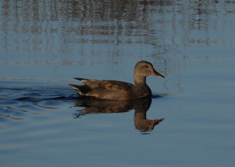 duck on the water