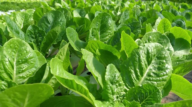 Lush organic lettuce crop growing in sunlit garden, sustainable agriculture and fresh, healthy eating. Sustainable Farming and Healthy Eating.