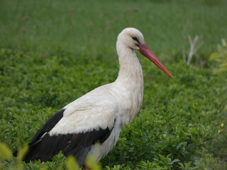 stork