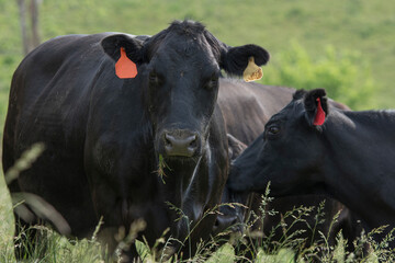 Black Angus cows close up in fescue pasture