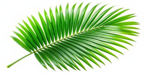 Obraz premium Single Palm Leaf Isolated on White Background, tropical, frond, nature, green