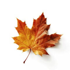 Dry autumn maple leaf on a white background