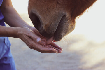 Close up of a Horse licking human hands and showing love during a reiki session