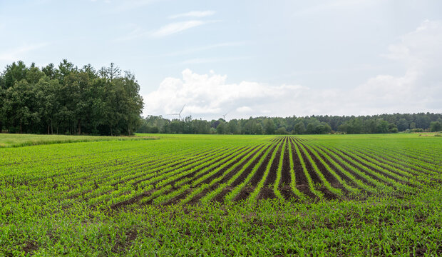 Green agriculture fields of fresh panted corn at the Groote Heide nature reserve at the Dutch Belgian border around Neerpelt, Flanders, Belgium