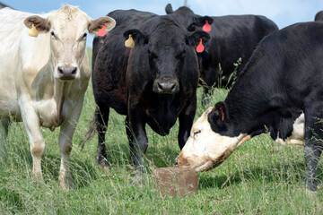 Commercial beef cows with a pressed supplement block