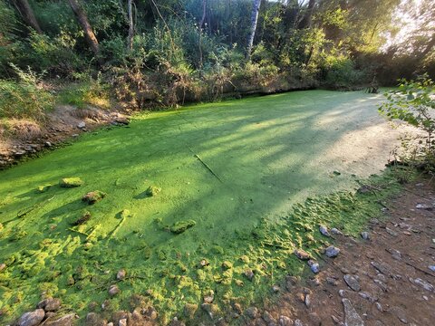 Rivi&egrave;re pollu&eacute;e algues vertes , eutrophisation, environnement naturel d&eacute;grad&eacute;, arbres, rivage cours d'eau, Languedoc Roussillon Occitanie France