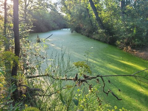 Rivi&egrave;re pollu&eacute;e algues vertes , eutrophisation, environnement naturel d&eacute;grad&eacute;, arbres, rivage cours d'eau, Languedoc Roussillon Occitanie France