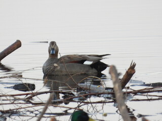 Gadwall