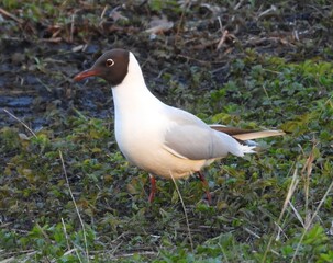 black headed gull