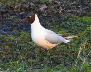 white headed gull