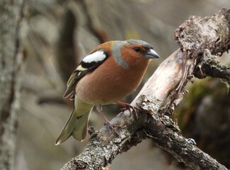 robin on a branch