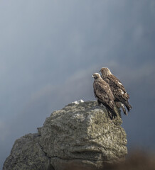 Pair of wild golden eagles (Aquila chrysaetos) perched ona rock at sunset, looking for prey....