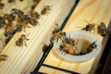 honeybees eating out of sugar water feeder in hive