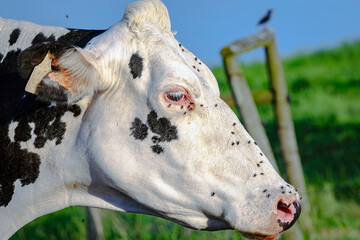 Holstein cow with face flies - close up