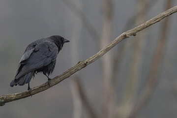 Crow, Dryden, N.Y.