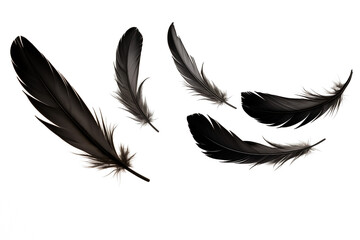 Falling Crow feathers PNG black Feathers isolated on white and transparent background - Ethereal plumage Featherfall Soft descent