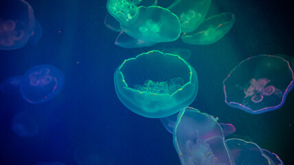 Fototapeta premium Translucent Jellyfish Floating Gracefully in an Ethereal Underwater Scene full of Beauty