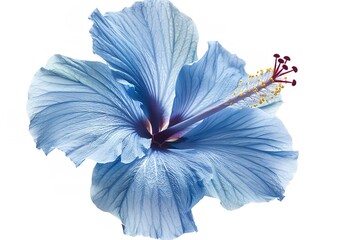 On a white background, a solitary blue hibiscus. Generative Ai