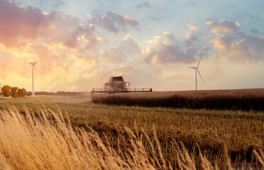 Fototapeta premium Harvesting Wheat at Sunset With Wind Turbines in Serene Rural Landscape