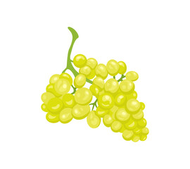 Bunch of green grape isolated on white background. Vector cartoon flat illustration.