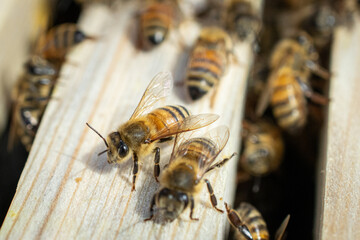 up close of honeybees taking a rest on top of their hive