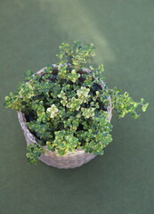 Lemon thyme, Thymus vulgaris, thymes - aromatic and medicinal plant, on green background