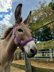 Obraz premium portrait of a donkey